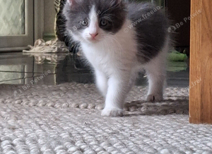 **Beautiful Maine Coon Kittens for Sale**