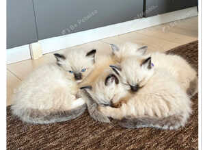 6 gorgeous Ragdoll kittens ready to leave now 2 boys and 4 girls