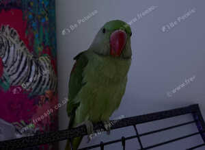 Hand reared baby Alexandrine