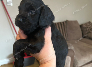 F2 cockapoo