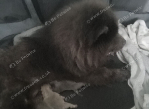 Blue and blue fawn chow chow puppies