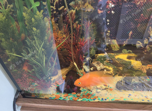 Tropical fish and tank