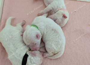 Cilla and Alfie have had puppies