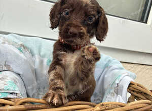Beautiful cockapoo puppies