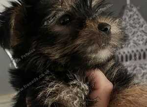 6 Pure breed pedigree puppies