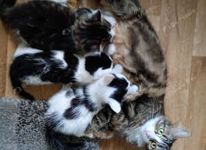 8 week old kittens