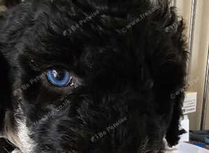 5 weeks old Minatare Poodle puppies