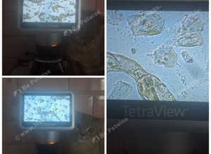 DC Fertility Services Cytology Testing