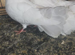 3 fantail for sale