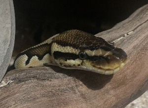 Royal Ball python