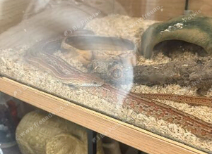 Young corn snake
