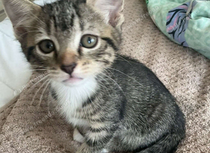Kittens available now