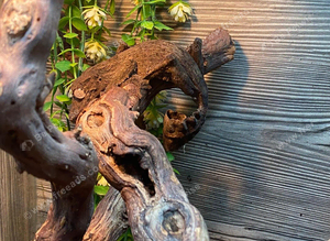 Henkels Leaf Tailed Gecko at Birmingham Reptiles