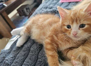 Kittens for sale