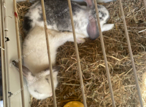 2 bunnies
