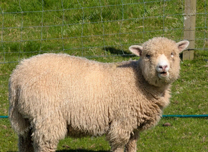 Ryland x tup and wether lambs