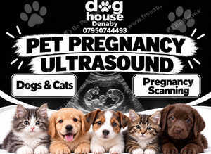 og & Cat Pregnancy Ultrasound - The Dog House Denaby