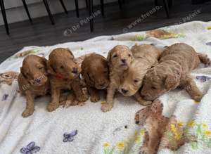 Gorgeous Toy cockapoo puppies