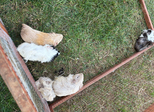 Young Guineapigs for sale