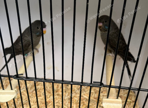 Stunning mutation budgies