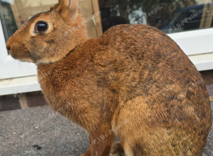 Beautiful bucks hare type