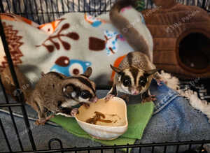 2 bonded females