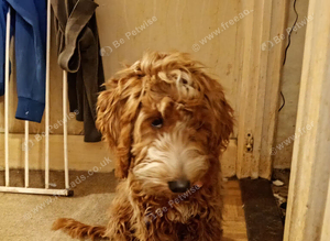 Female cockapoo 6 month old