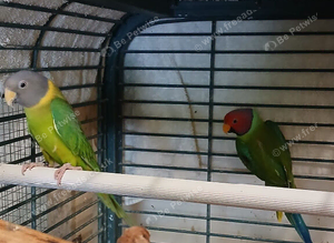 Pair of Plumheads for sale