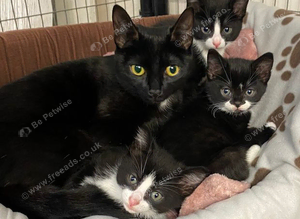 Kittens