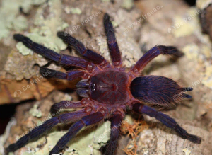 Neon pink and purple tarantula