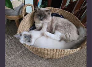Handsome Ragdoll Kitten for Sale