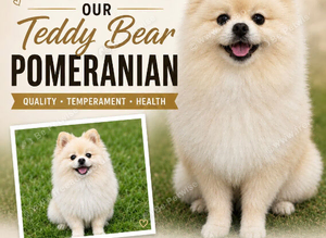 Teddy Bear Pomeranian for Stud