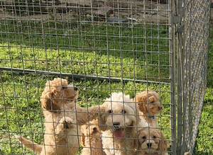 Cockapoo puppies