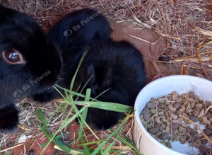 Netherland dwarfs