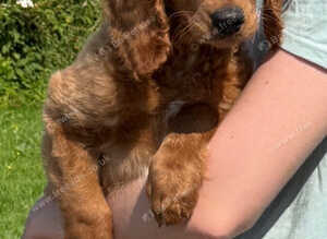 Cavapoo male available