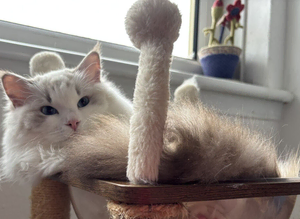 Two last Boys Pedigree Ragdoll Available