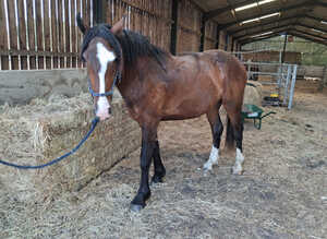 Stunning 2 year old gelding 15.2 already