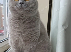 Lilac British Shorthair Female