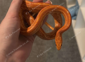 Corn snake