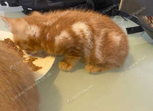 Beautiful kitten litter
