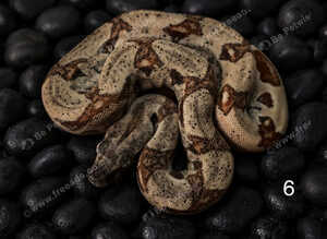 2026 baby boas - hypo motley, hypo, motley 66% het paradise/silverbullet
