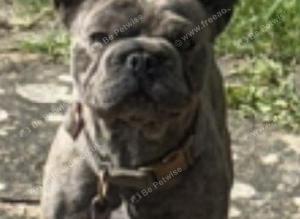 French bulldog bitch