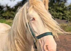 Cremello cob