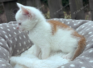 Last Kitten Available