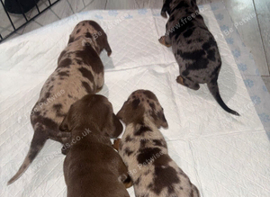 4 stunning chunky cheeky boys