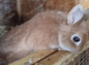 Netherland dwarf rabbits