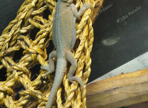 Baby bearded dragons