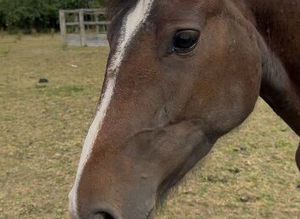 Showjumping/eventing