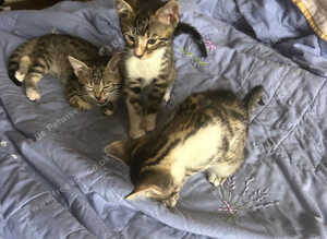 Adorable half bengal kittens