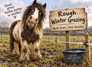 Short-term rough winter grazing available Co.Down